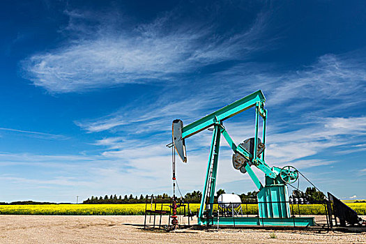 石油井架,地点,花,油菜地,蓝天,云,背景,艾伯塔省,加拿大