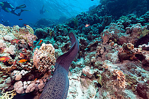 巨大,海鳗,热带,礁石,红海