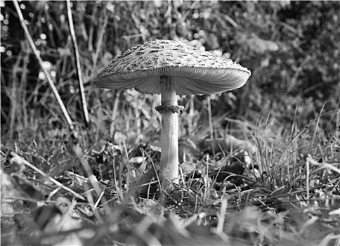 伞状蘑菇,地平面