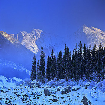 树,正面,山峦,山脉,药湖,碧玉国家公园,艾伯塔省,加拿大