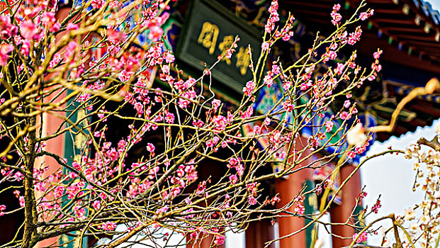 南京梅花山梅花节