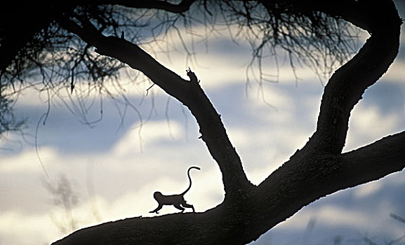 非洲,坦桑尼亚,塔兰吉雷国家公园,长尾黑颚猴,绿猴,剪影,刺槐,日落
