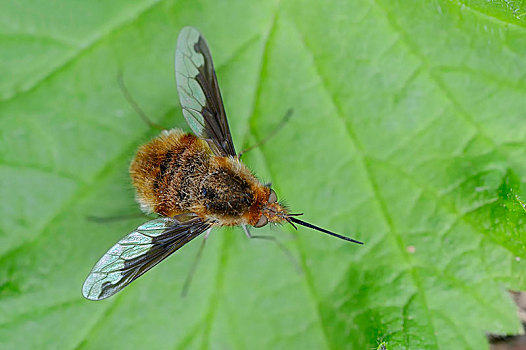 大,蜜蜂,飞虫,北莱茵威斯特伐利亚,德国,欧洲