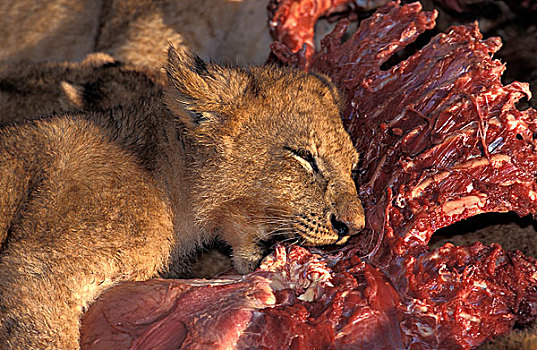 非洲狮,狮子,幼兽,吃,斑马,马赛马拉,公园,肯尼亚