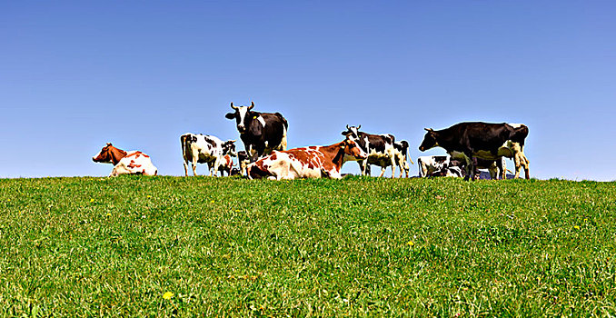 牧群,母牛,草场