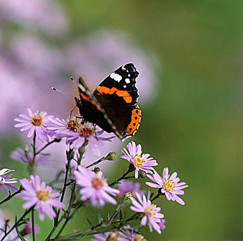 蝴蝶,米迦勒雏菊