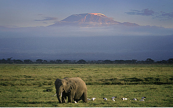 非洲象,白鹭,地点,安伯塞利国家公园,肯尼亚,非洲
