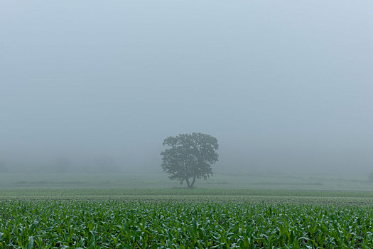 晨雾中的一颗树