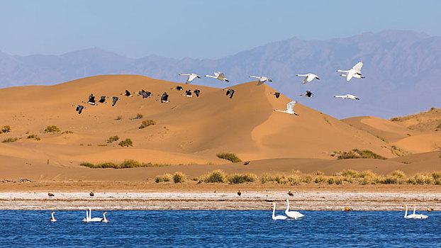 天鹅,沙漠中的天鹅,白天鹅,迁徙中的天鹅