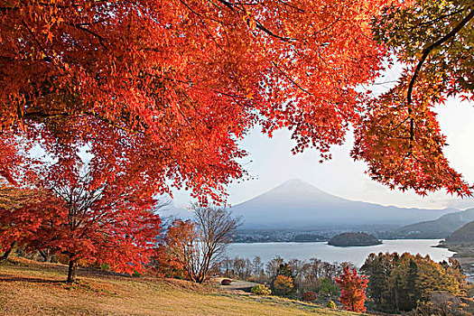 富士山,秋天,日本,亚洲