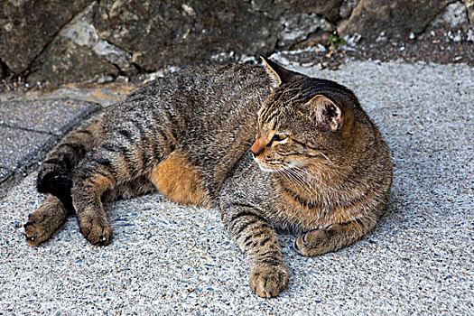 台湾观光景点猴硐猫村,猫村小路上的可爱的猫猫