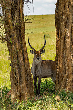 水羚,秋天,国家公园,乌干达