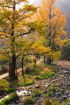 秋色,银杏,山村