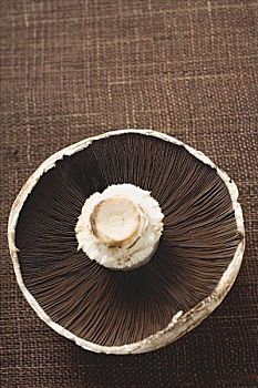 波多白洛大蘑菇,蘑菇,仰视