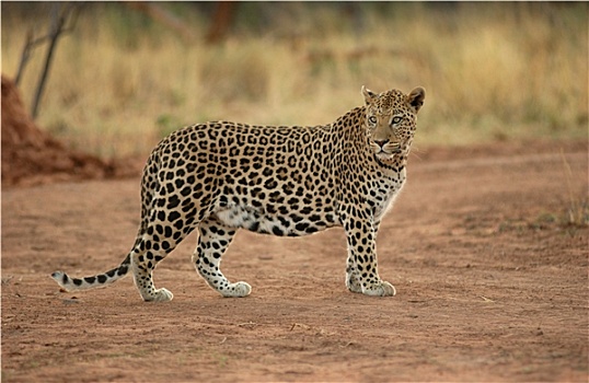 豹,非洲