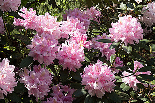 粉色,盛开,杜鹃花属植物,萨克森,德国,欧洲