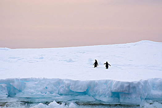 南极,布朗布拉夫,阿德利企鹅,冰山
