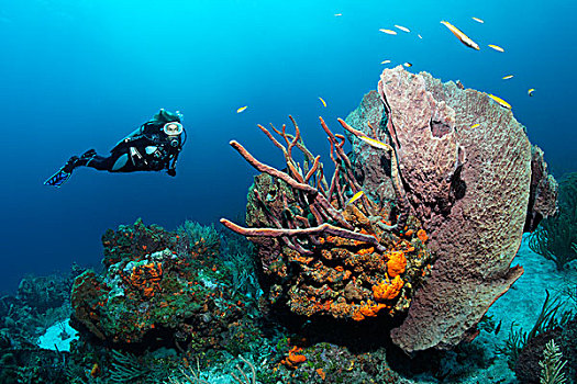 彩色,海绵,珊瑚,桑迪,地面,小,多巴哥岛,斯佩塞德,特立尼达和多巴哥,小安的列斯群岛,加勒比海