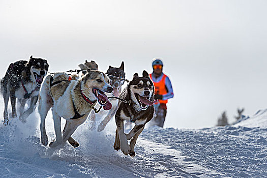 雪橇狗,比赛,团队,冬天,风景,巴伐利亚,德国,欧洲
