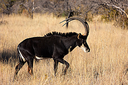羚羊,南非
