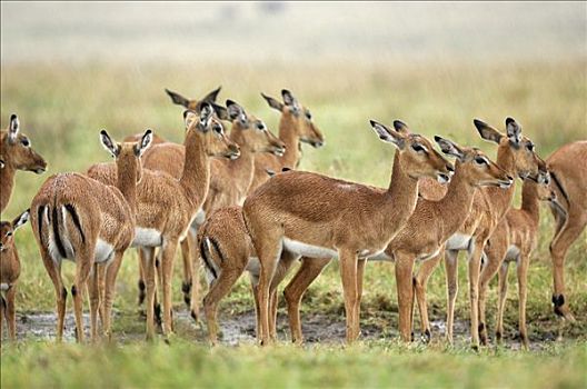 黑斑羚,站立,雨,纳库鲁湖,肯尼亚,非洲