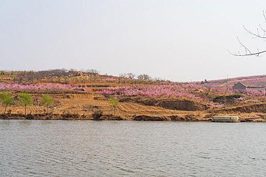 山东蒙阴桃花