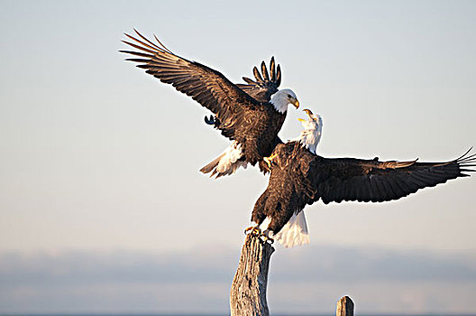 两个,白头鹰,争执,上方,浮木,栖息,卡契马克湾,本垒打,阿拉斯加