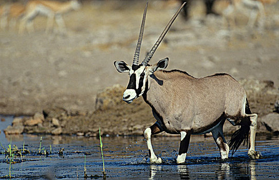 南非大羚羊,水潭,埃托沙国家公园,纳米比亚,非洲