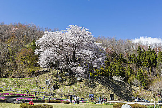 樱桃树,福岛,日本