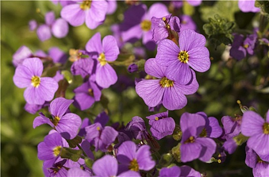 小,紫罗兰,花