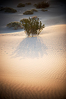 植被,影子,金色,沙子,沙丘,豆科灌木,死亡谷国家公园,加利福尼亚,美国