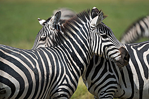 普通,斑马,马,安伯塞利国家公园,肯尼亚,非洲
