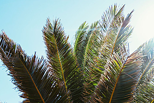 棕榈树,枝条,夏天,太阳,岛屿,福门特拉岛