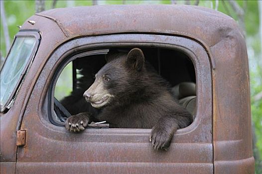 黑熊,老,卡车,明尼苏达,美国