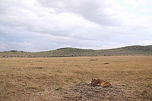 肯尼亚非洲大草原狮子-草原上的睡狮
