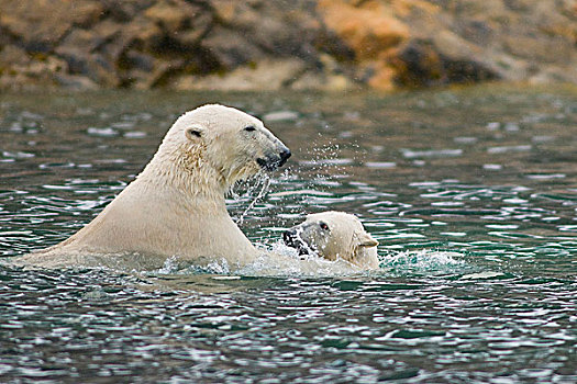 挪威,斯瓦尔巴群岛,斯匹次卑尔根岛,北极熊,母熊,幼兽,玩,水中,海岸