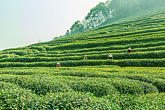 杭州,西湖,龙井,茶,花园