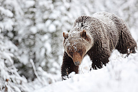 大灰熊,棕熊,雪中