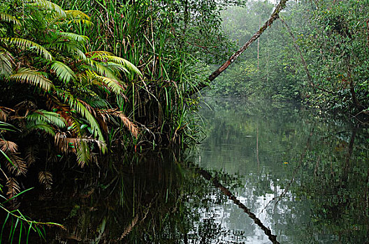 河流,水,特色,热带,沼泽,树林,婆罗洲,马来西亚