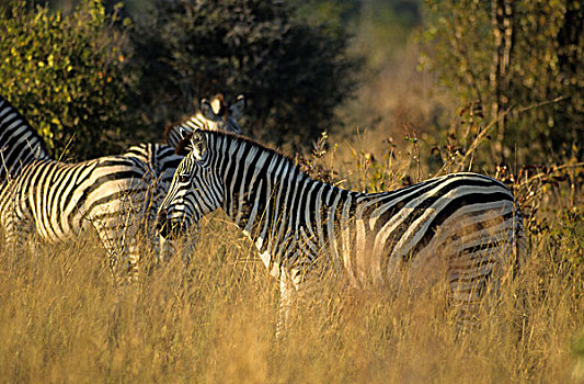 津巴布韦,万基国家公园,斑马