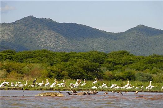 野生动物,鳄鱼,鹈鹕,水鸟,湖,国家公园,靠近,埃塞俄比亚