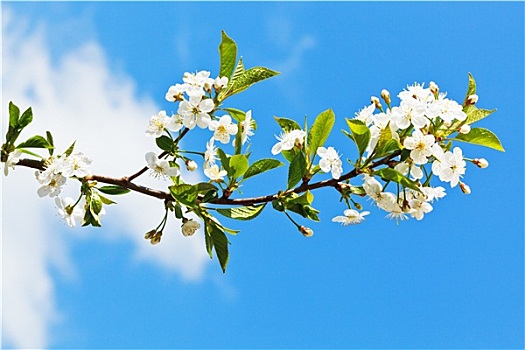 嫩枝,花,樱桃,蓝色背景,天空