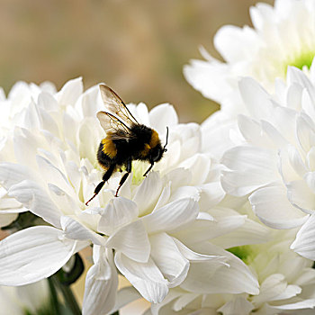 大黄蜂,白色背景,菊花