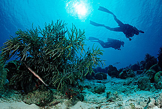 潜水,游泳,高处,珊瑚礁,古巴,加勒比海