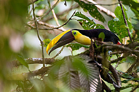 巨嘴鸟,厄瓜多尔