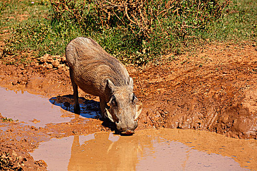 普通,疣猪,喝,泥,水坑,阿多大象国家公园,东开普省,南非,非洲