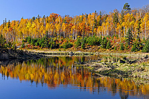 秋天,反射,连通,溪流,萨德伯里,安大略省,加拿大