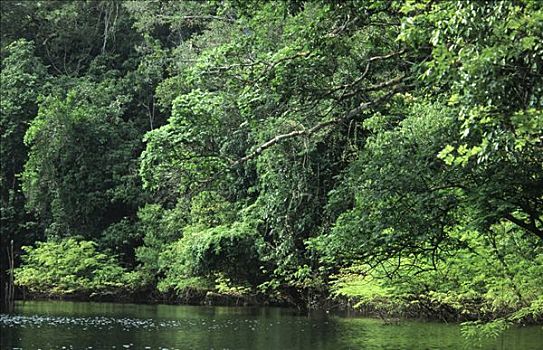 河,雨林,拥挤,林下叶层,植被,巴西