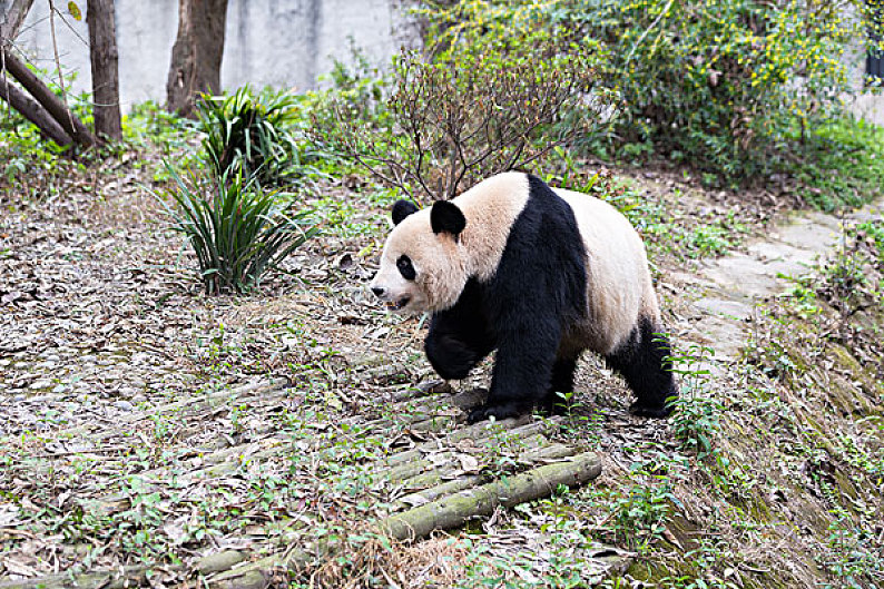 大熊猫的图片全身特点图片