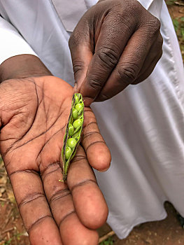 不成熟,扁豆,兵豆,拿着,培育,桑给巴尔岛,坦桑尼亚,非洲